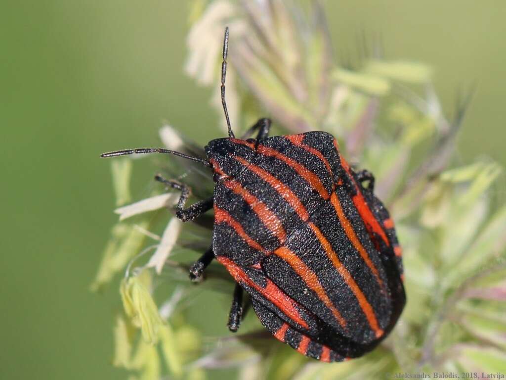 Image of <i>Graphosoma italicum</i>