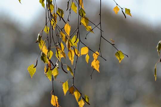 Image of Common Birch