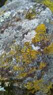 Image of eggyolk lichen