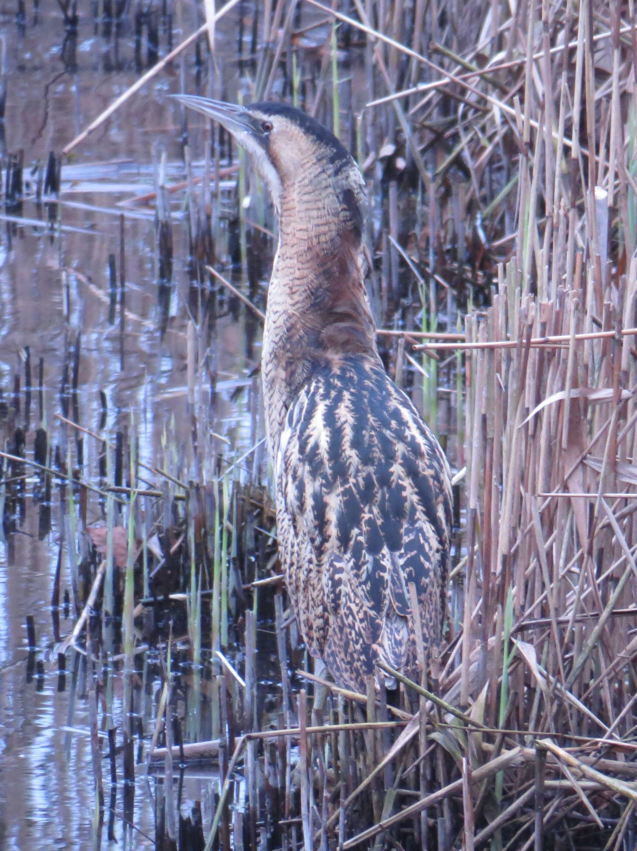 Image of great bittern, bittern