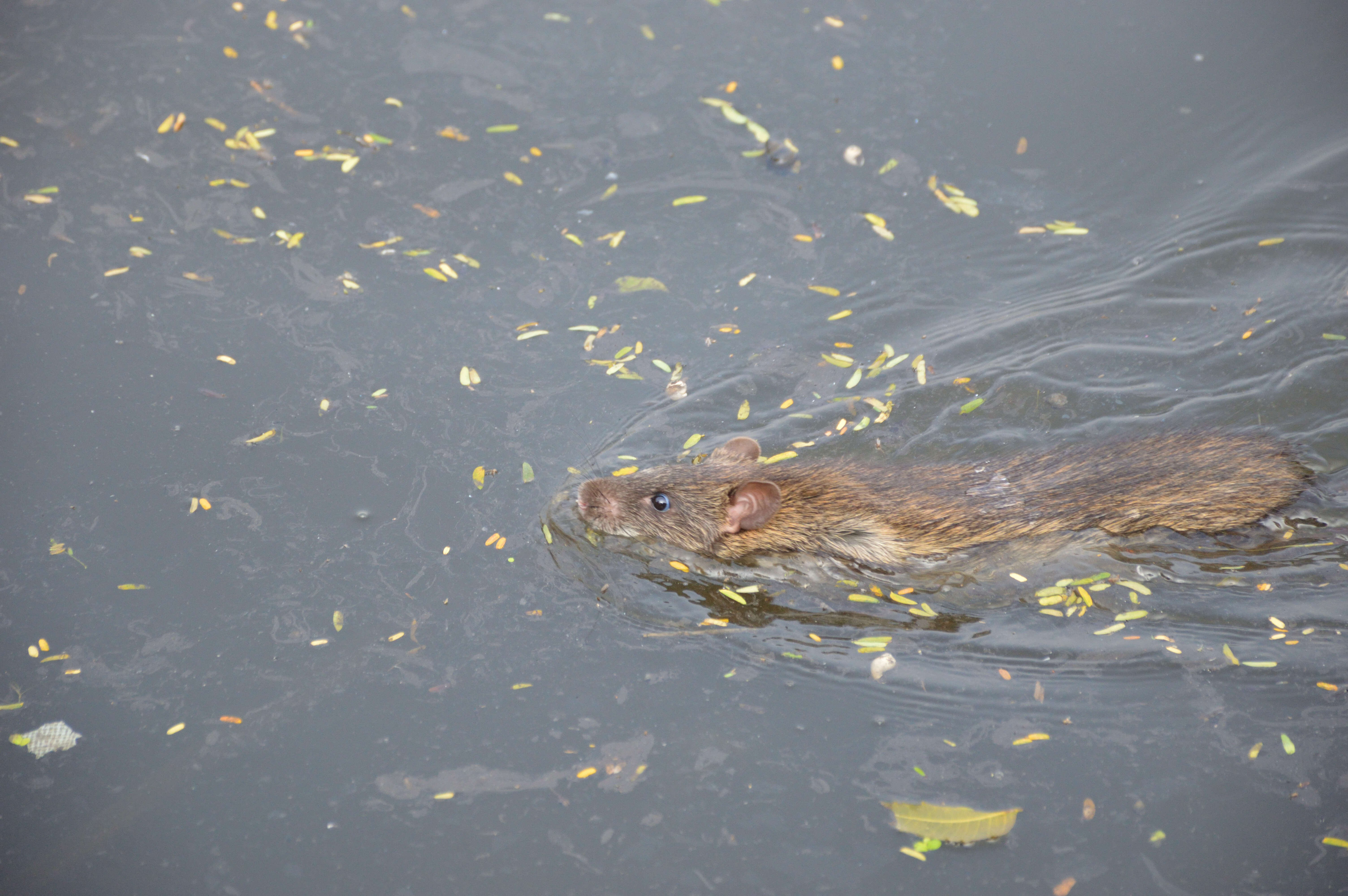 Image of Brown Rat