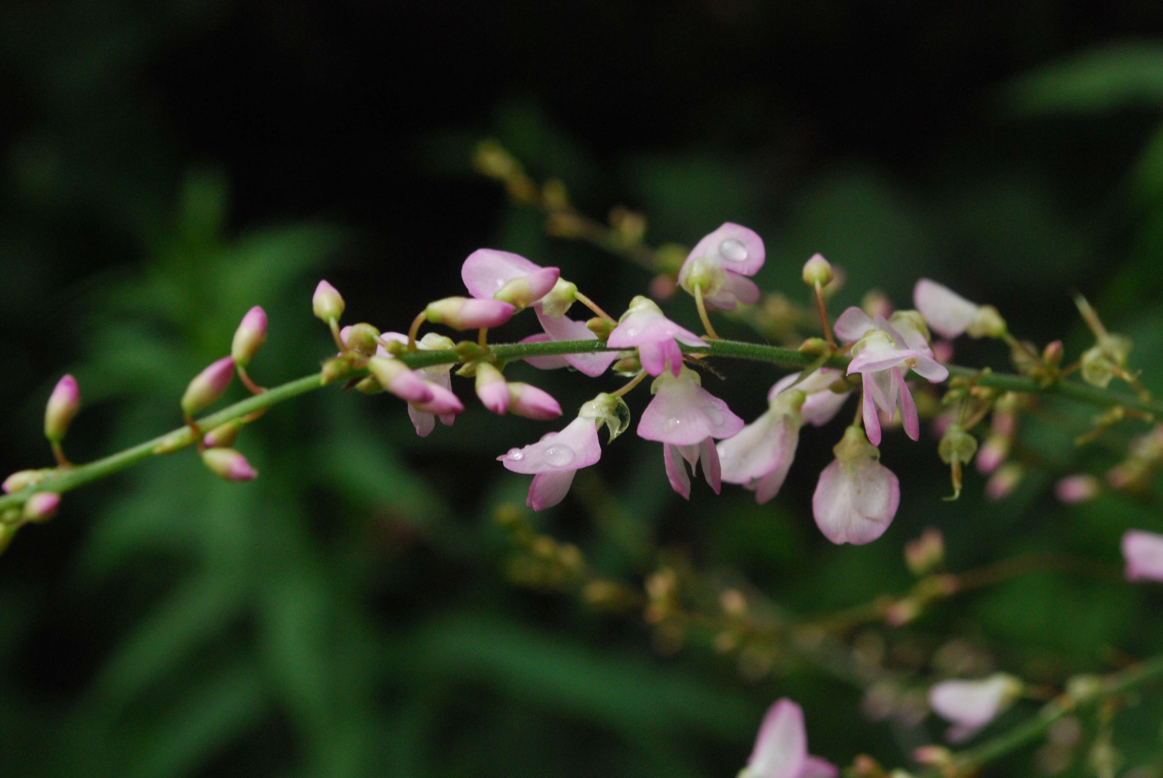 Image of Hylodesmum glutinosum