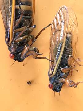 Image of Decula Periodical Cicada