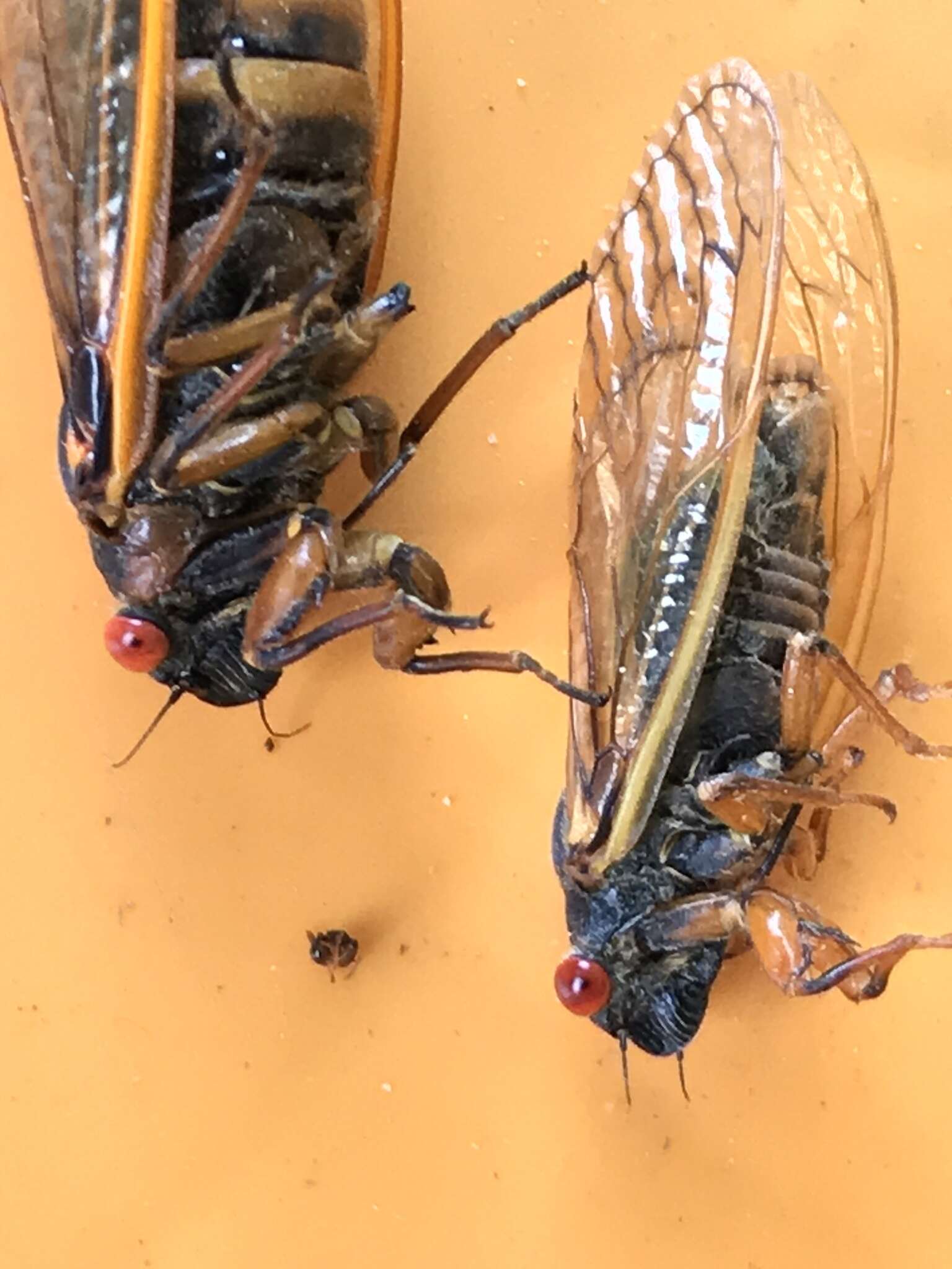Image of Decula Periodical Cicada