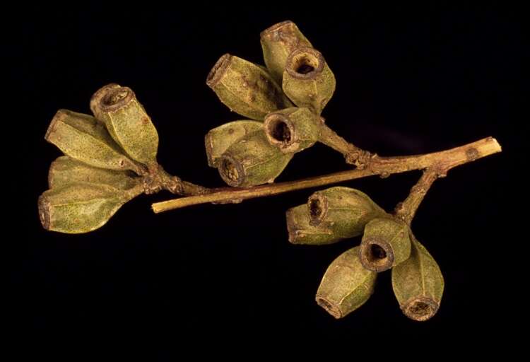 Image of Gooseberry Mallee