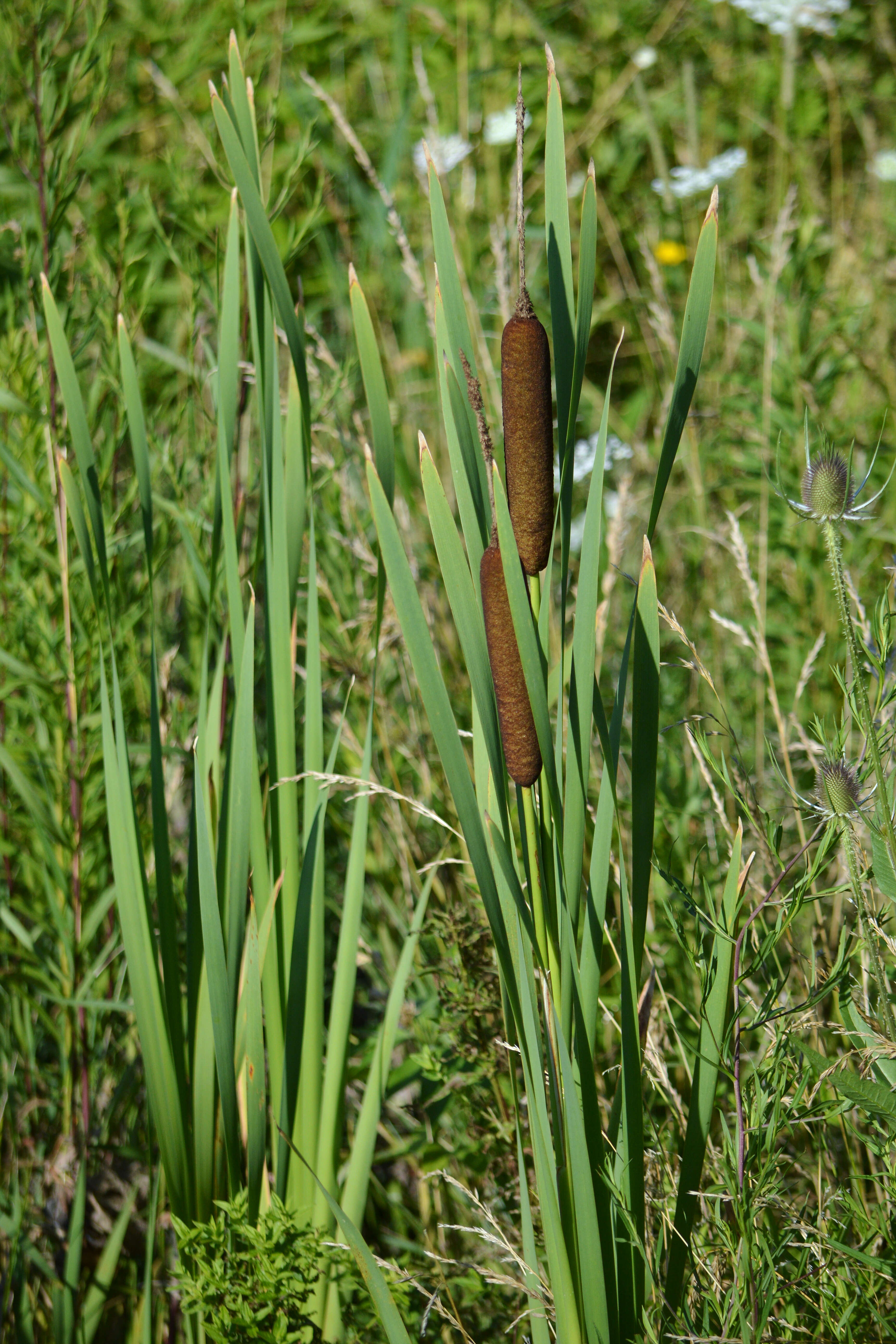 Image of broadleaf cattail