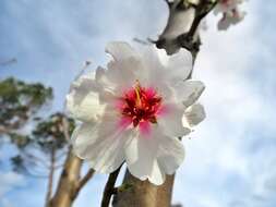 Plancia ëd Prunus subhirtella Miq.