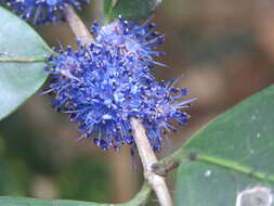 Слика од Memecylon umbellatum Burm. fil.