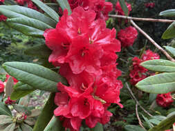 صورة Rhododendron facetum I. B. Balf. & Kingdon-Ward