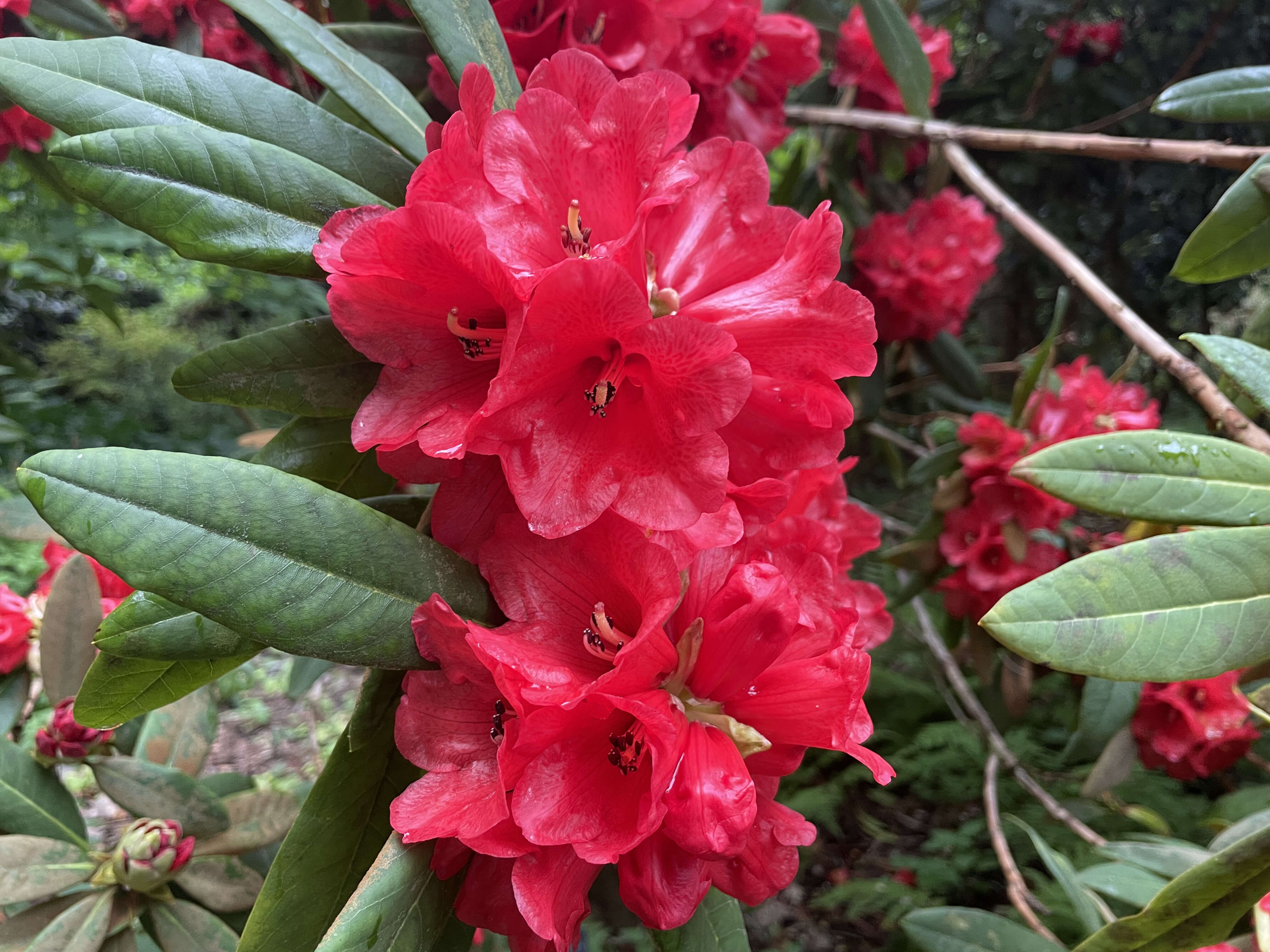 صورة Rhododendron facetum I. B. Balf. & Kingdon-Ward