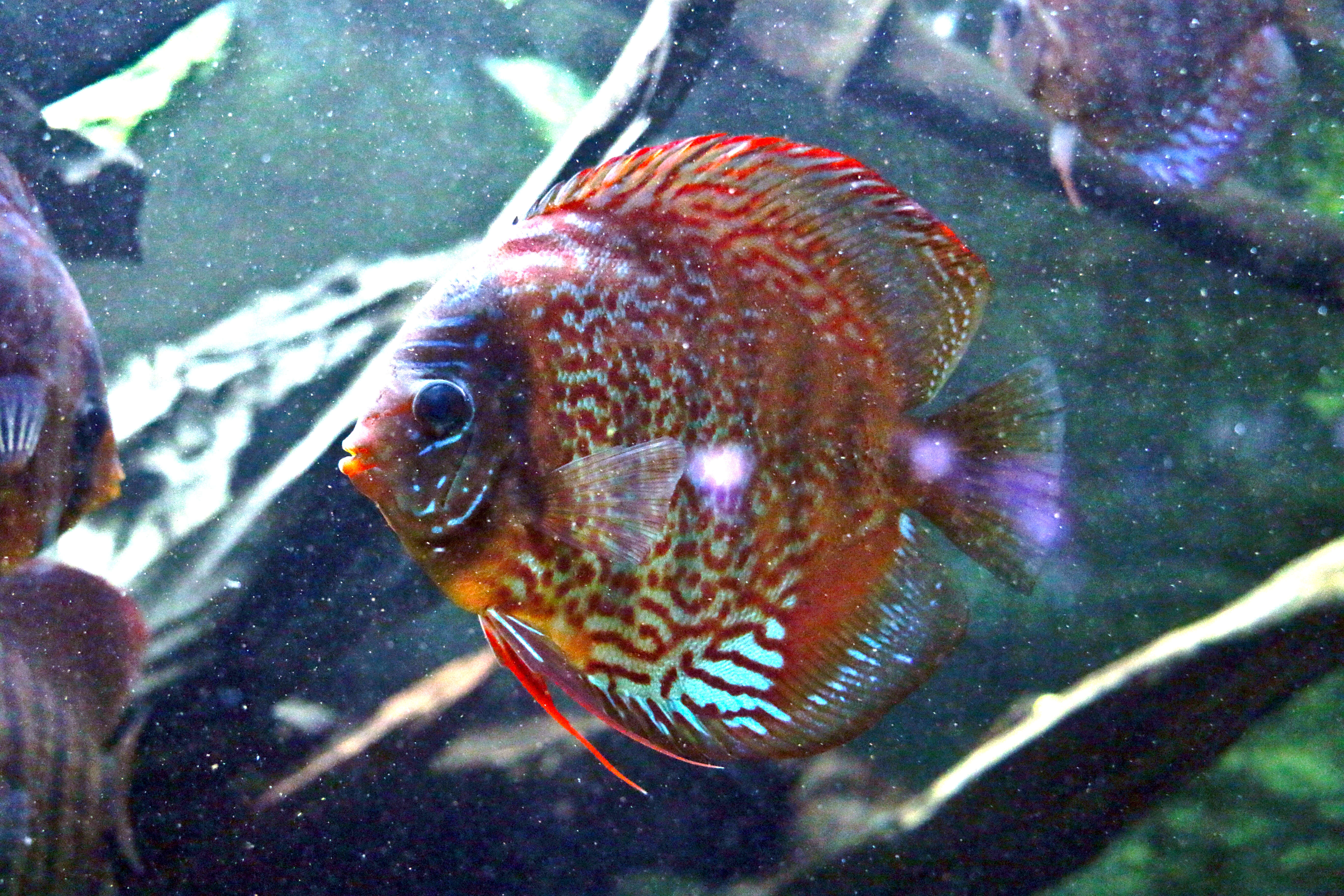 Image of Blue discus