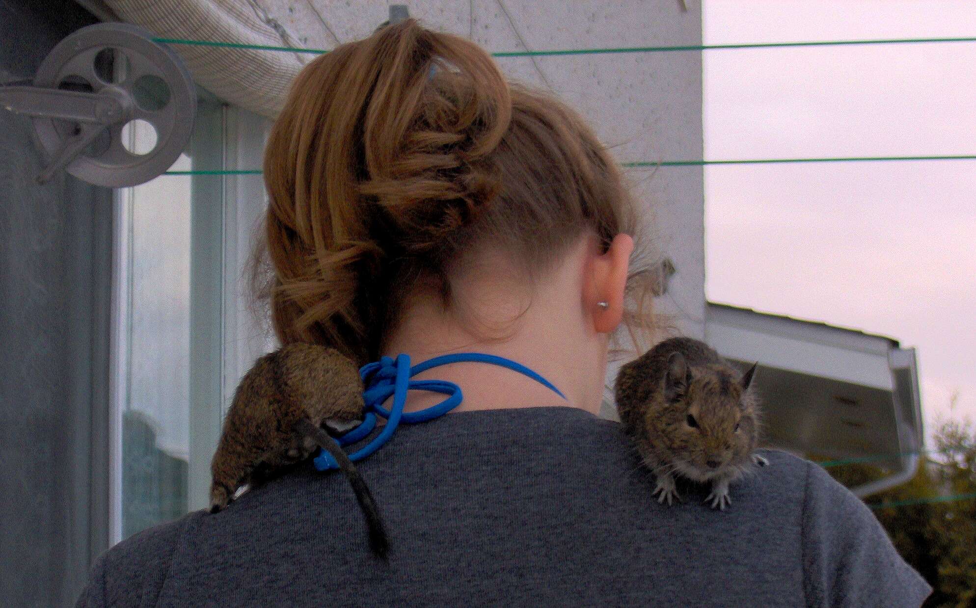 Image of degu