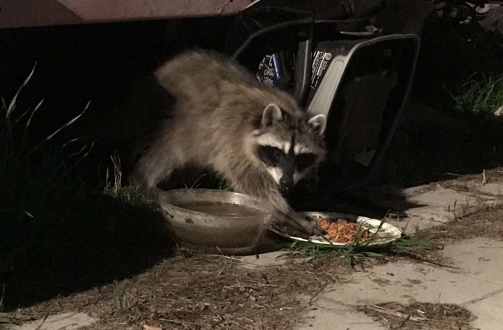 Image of raccoons