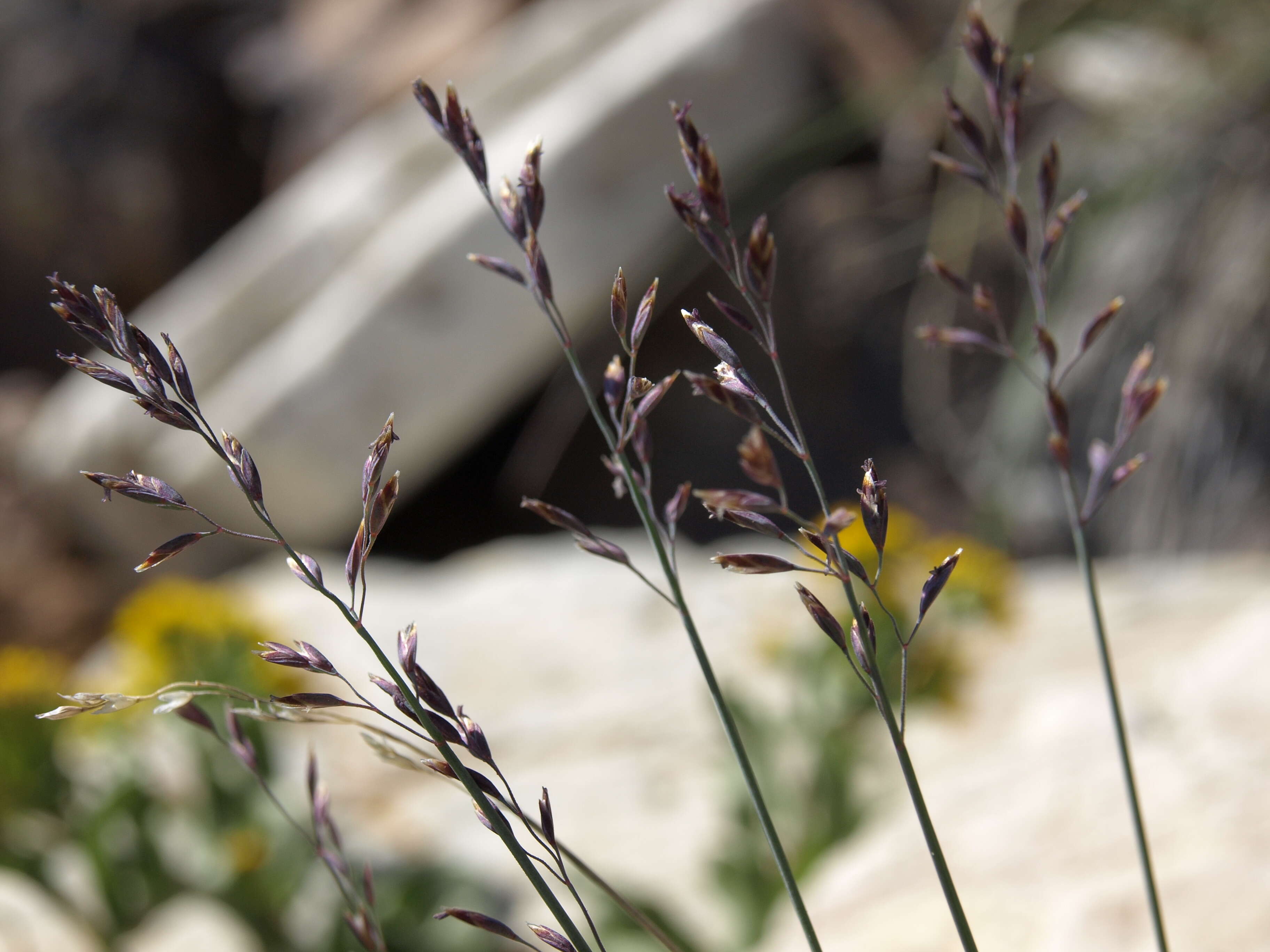 Image de Poa glauca Vahl