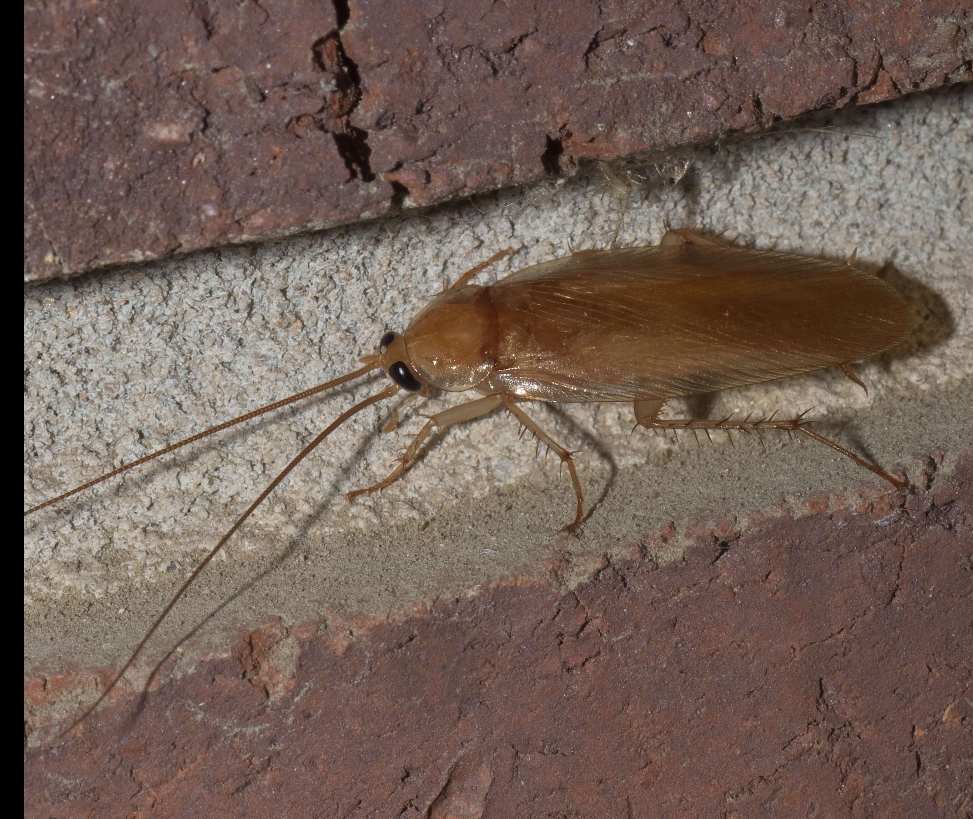 Image of Fulvous Wood Cockroach