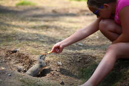 Image of Columbian ground squirrel