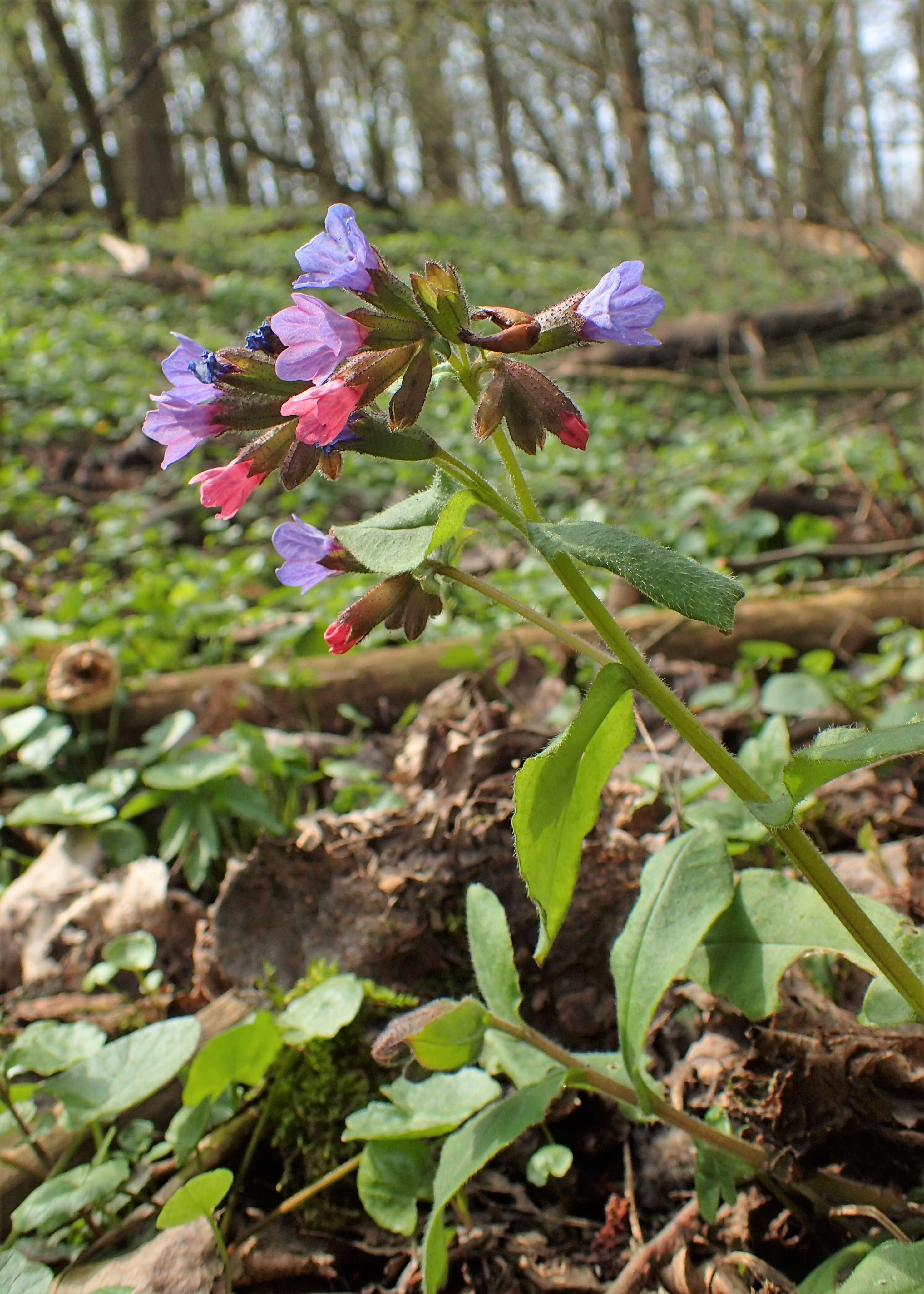 Image of Pulmonaria obscura Dumort.