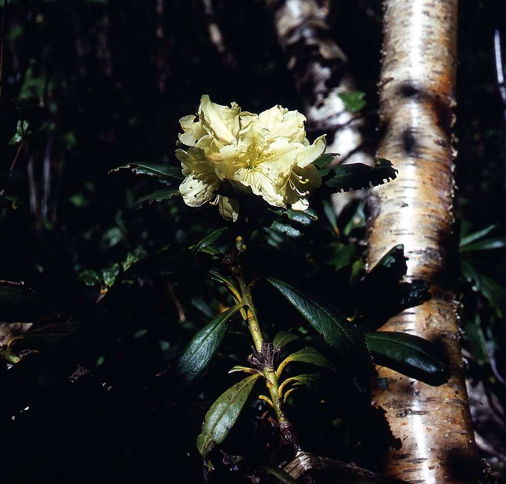 Image of Rhododendron caucasicum Pall.