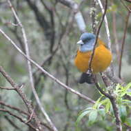 Image of Patagonian Sierra Finch