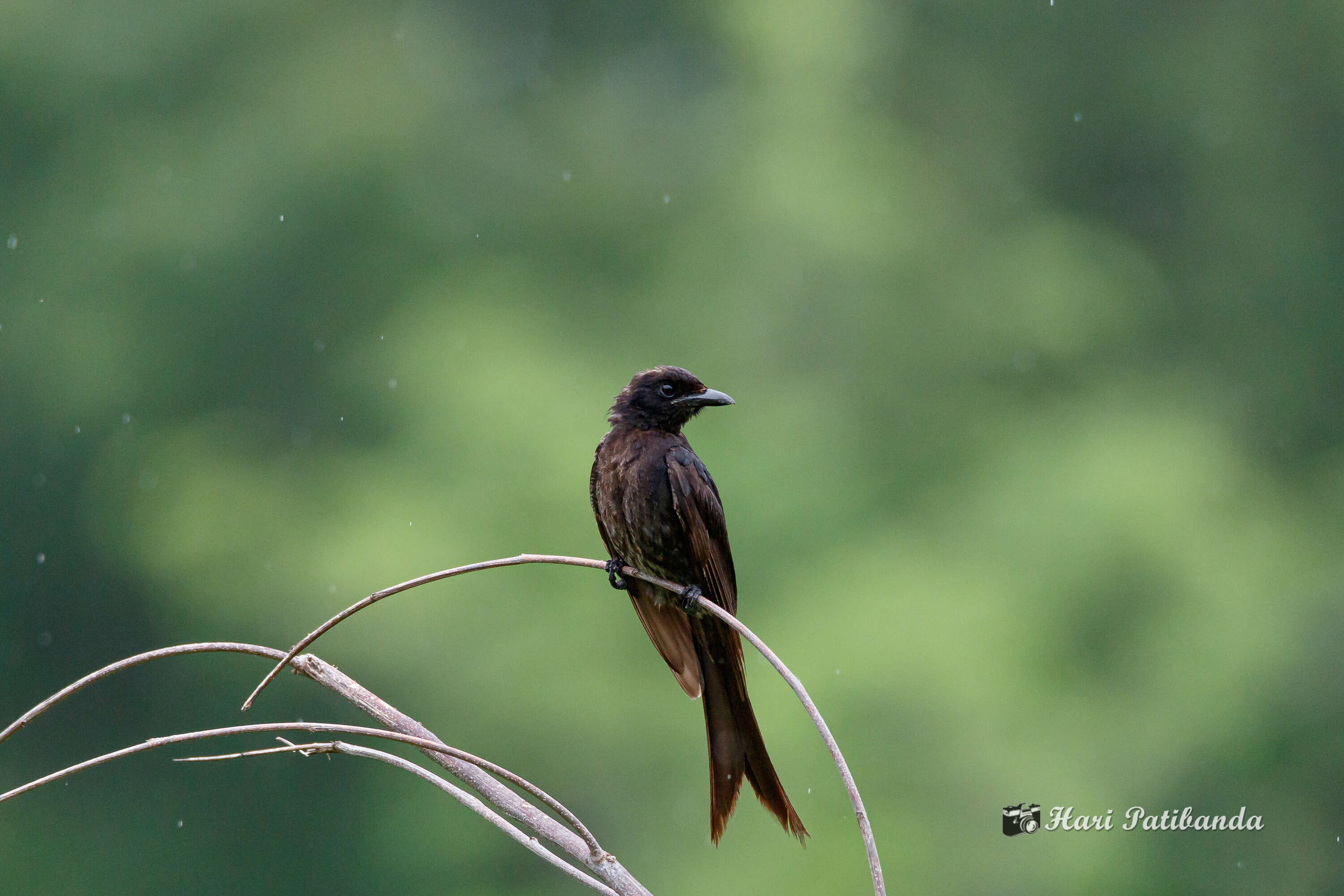 Image of Black Drongo