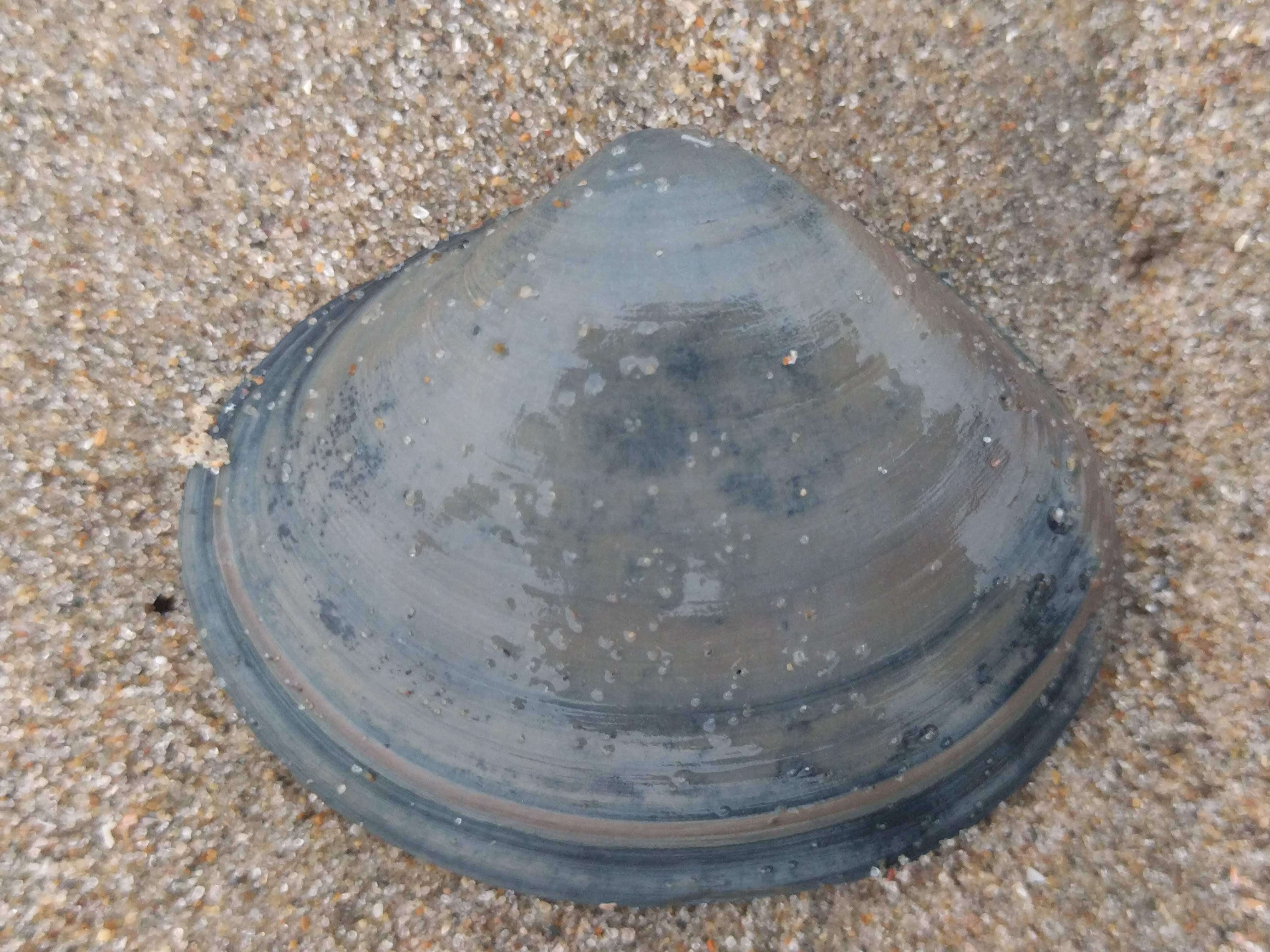 Image of rayed trough clam