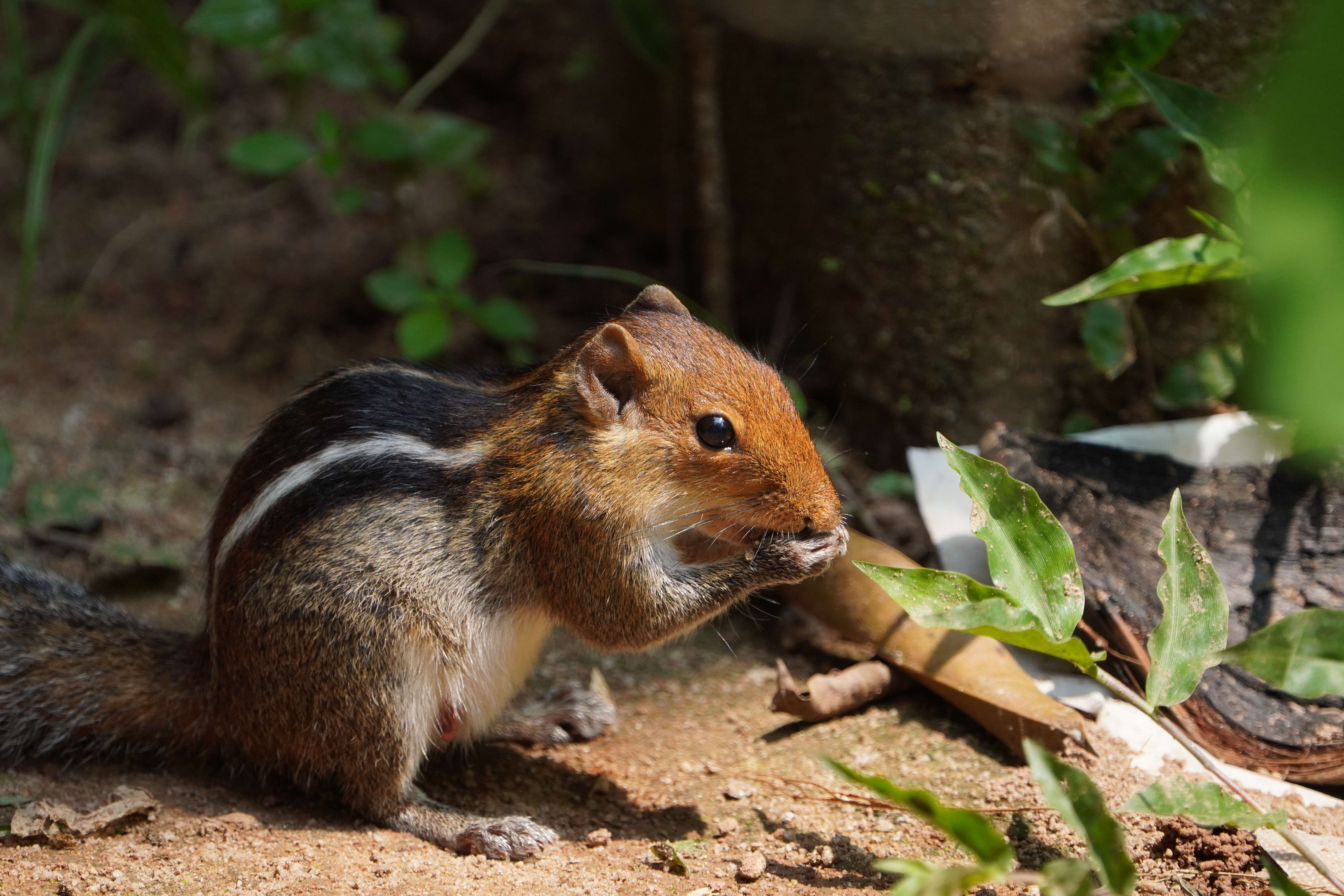 Image of Indian palm squirrel