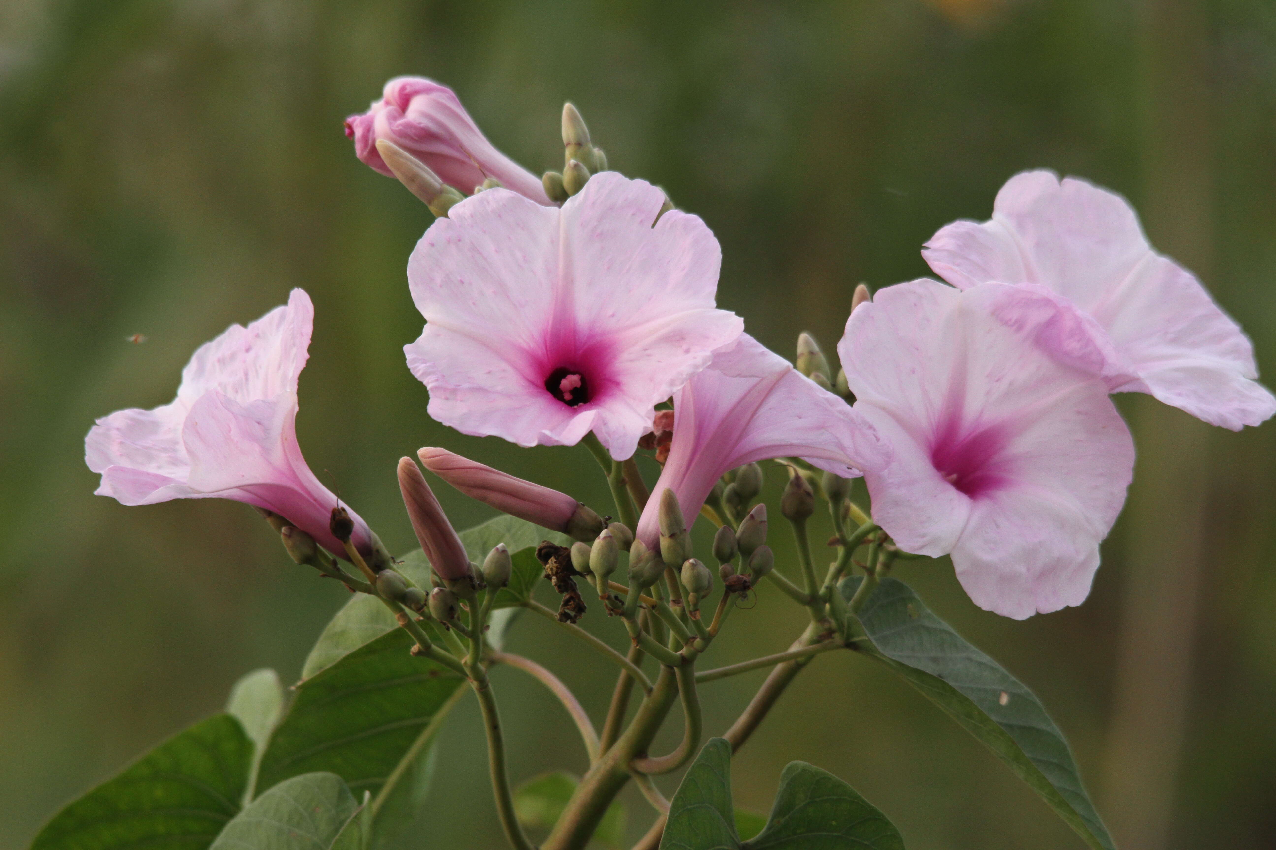 Слика од Ipomoea carnea Jacq.