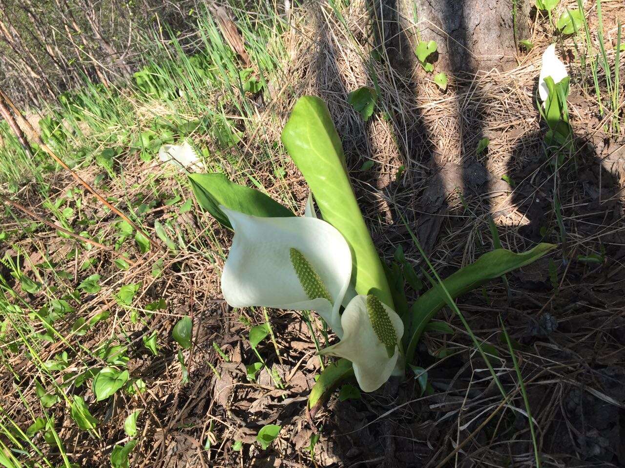 Image of Lysichiton camtschatcensis (L.) Schott