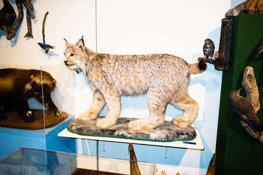 Image of American lynx