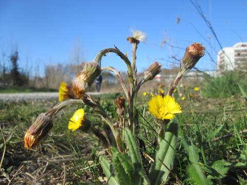 Image of coltsfoot