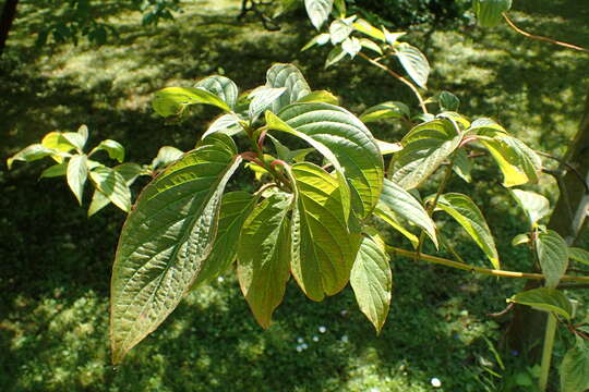 Image of Largeleaf Dogwood