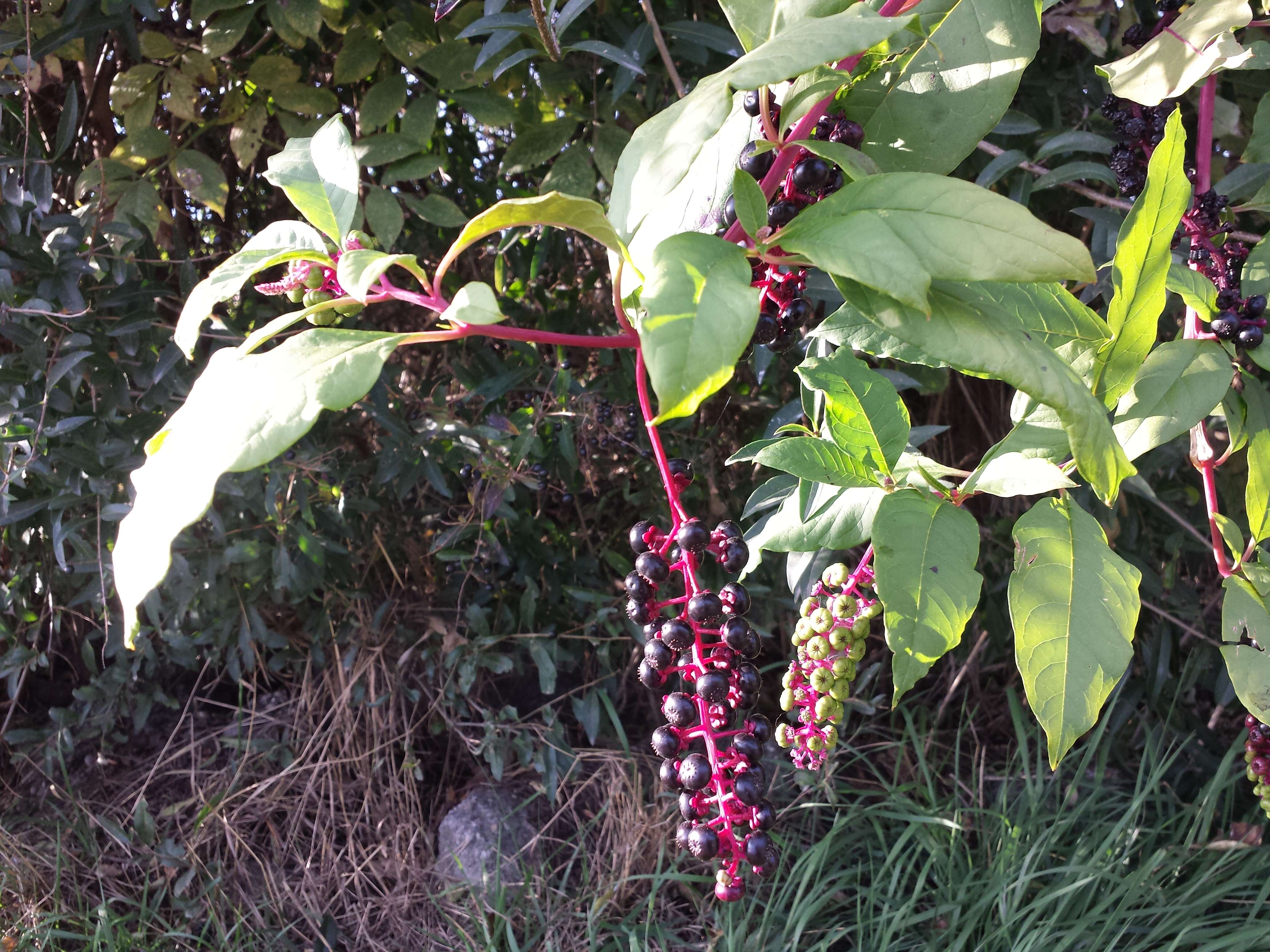 Image of American Nightshade