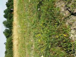Image of hairy buttercup