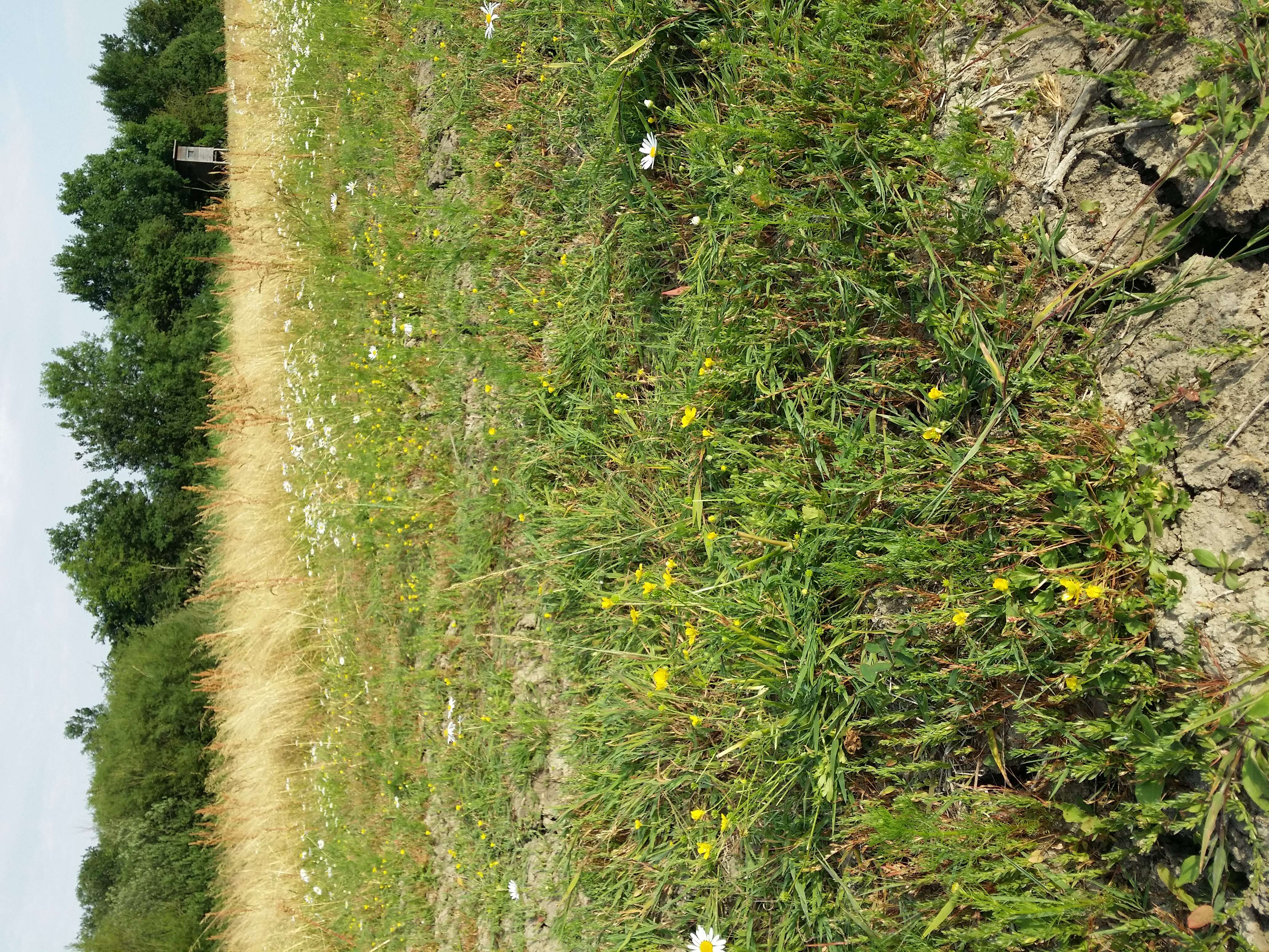 Image of hairy buttercup