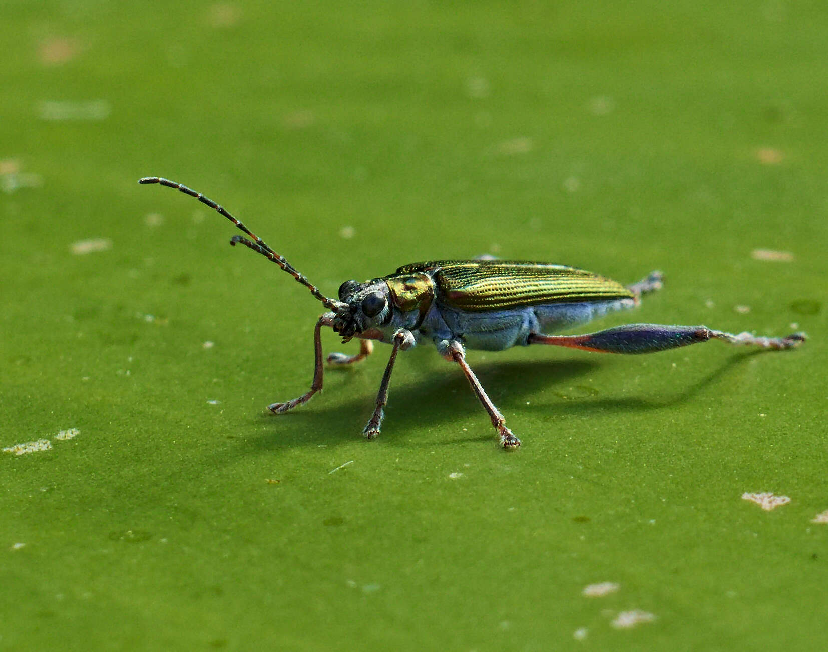 Image of Plateumaris sericea