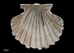 Image of New Zealand scallop