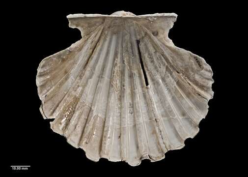 Image of New Zealand scallop