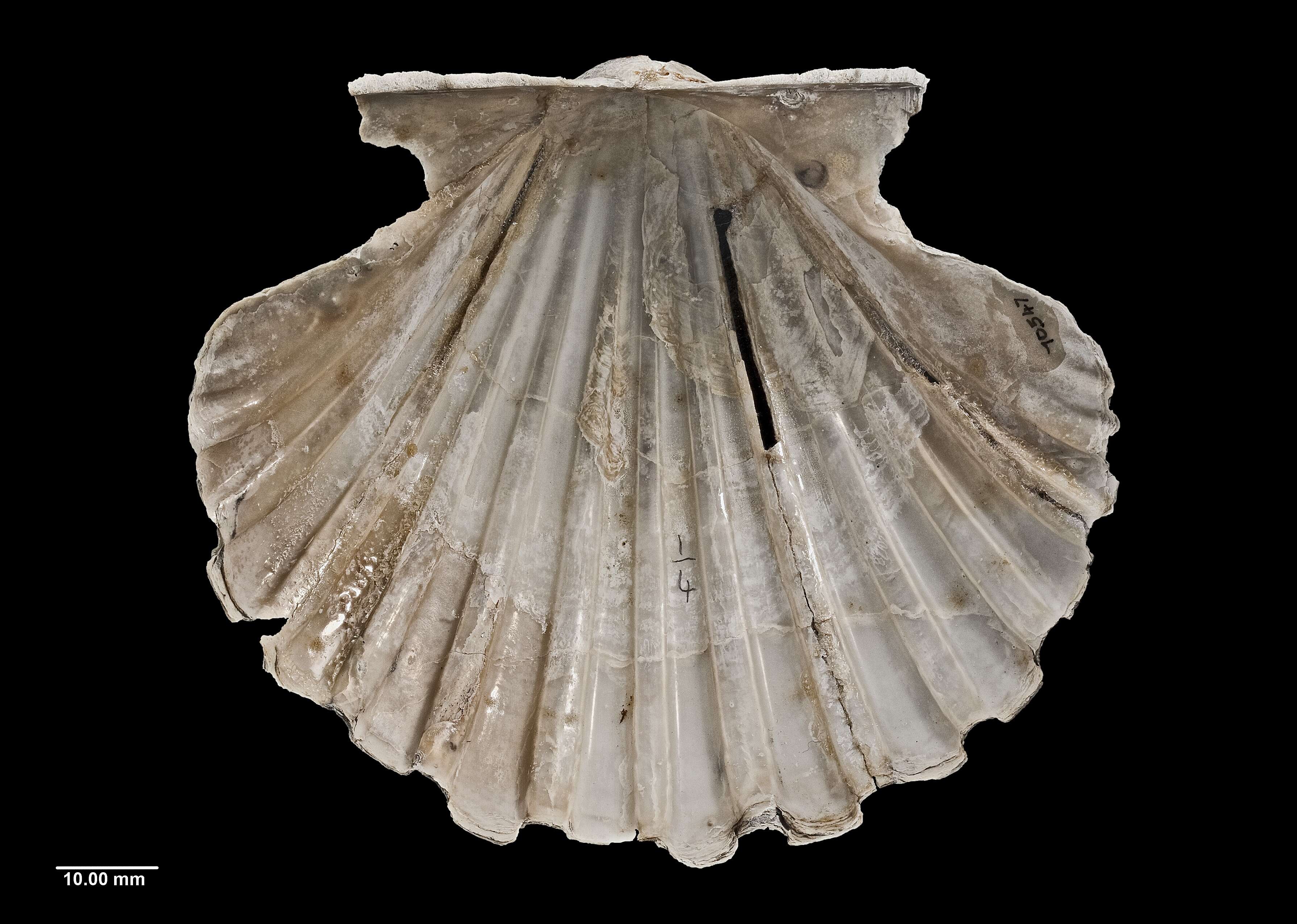 Image of New Zealand scallop