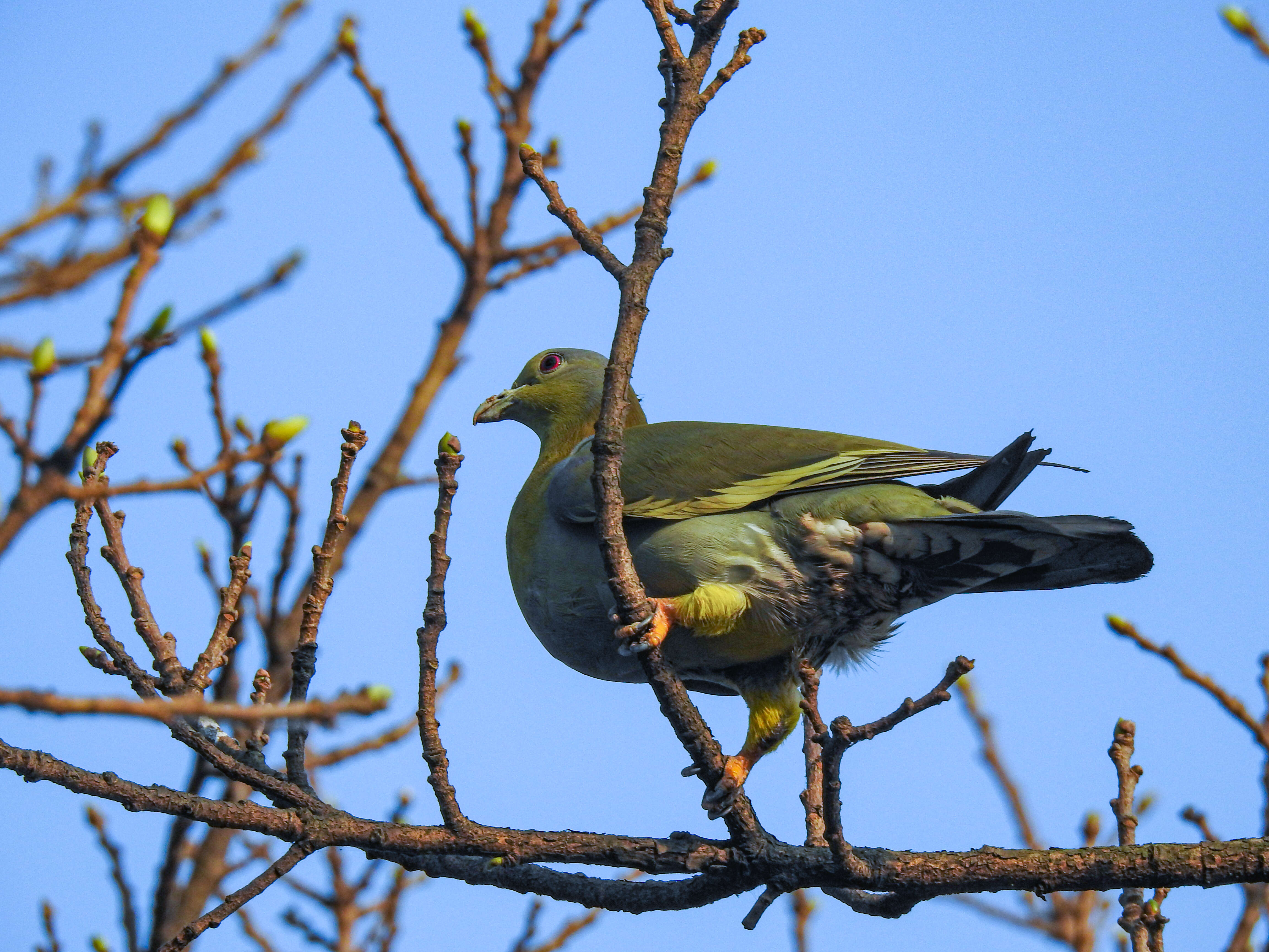 Image of Yellow-footed Green Pigeon