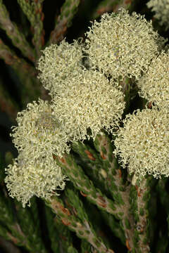 Image of Brunia noduliflora P Goldblatt & J. C. Manning