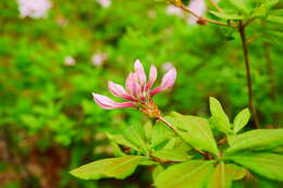 Image of pink azalea