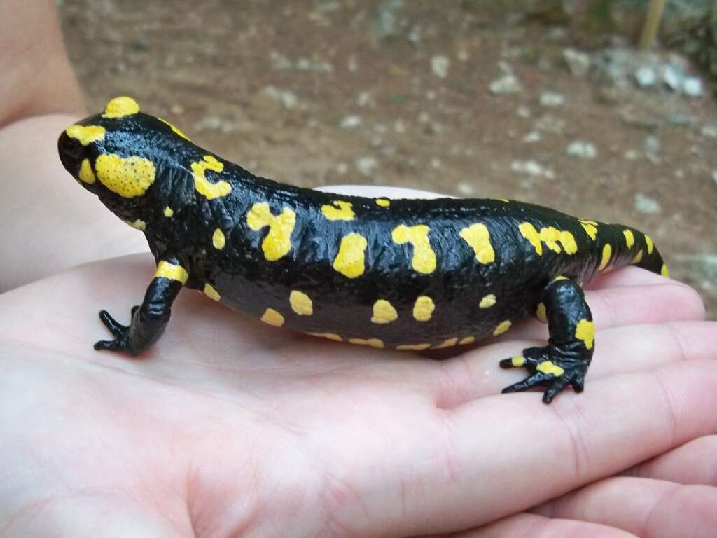 Salamandra longirostris Joger & Steinfartz 1994的圖片