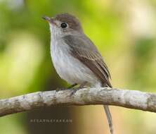 Image of Asian Brown Flycatcher