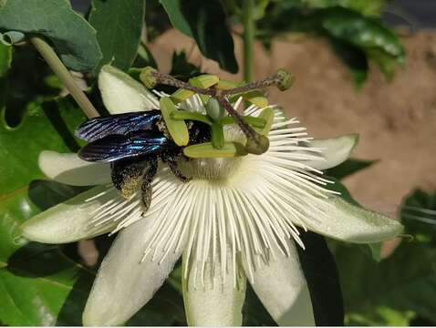 Imagem de Xylocopa violacea (Linnaeus 1758)