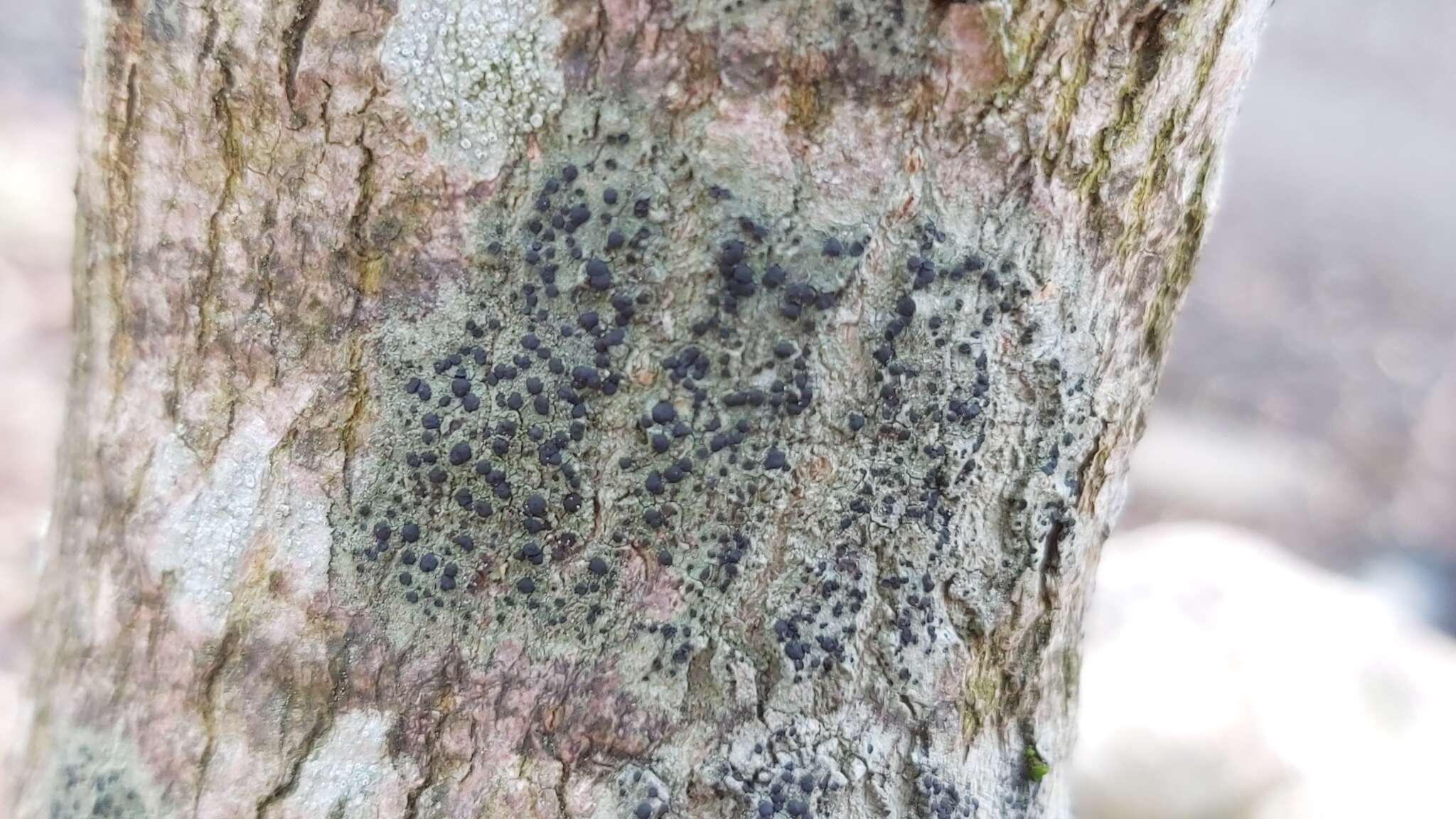 Image of lecidella lichen