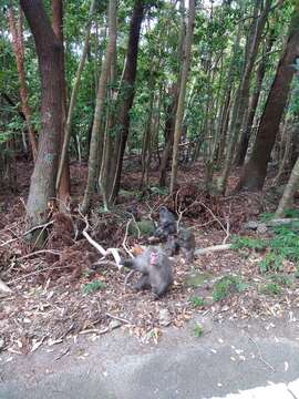 Image of Yakushima Macaque