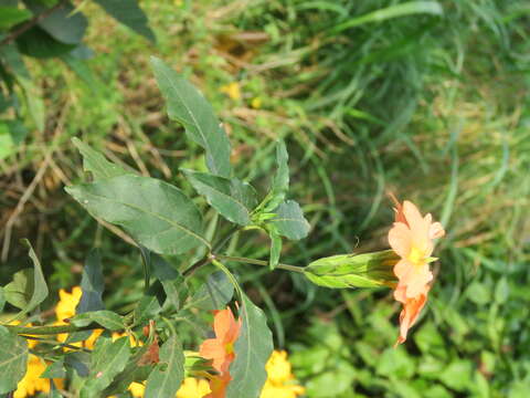 Imagem de Crossandra infundibuliformis (L.) Nees