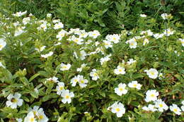 Image of Cistus sintenisii Litard.