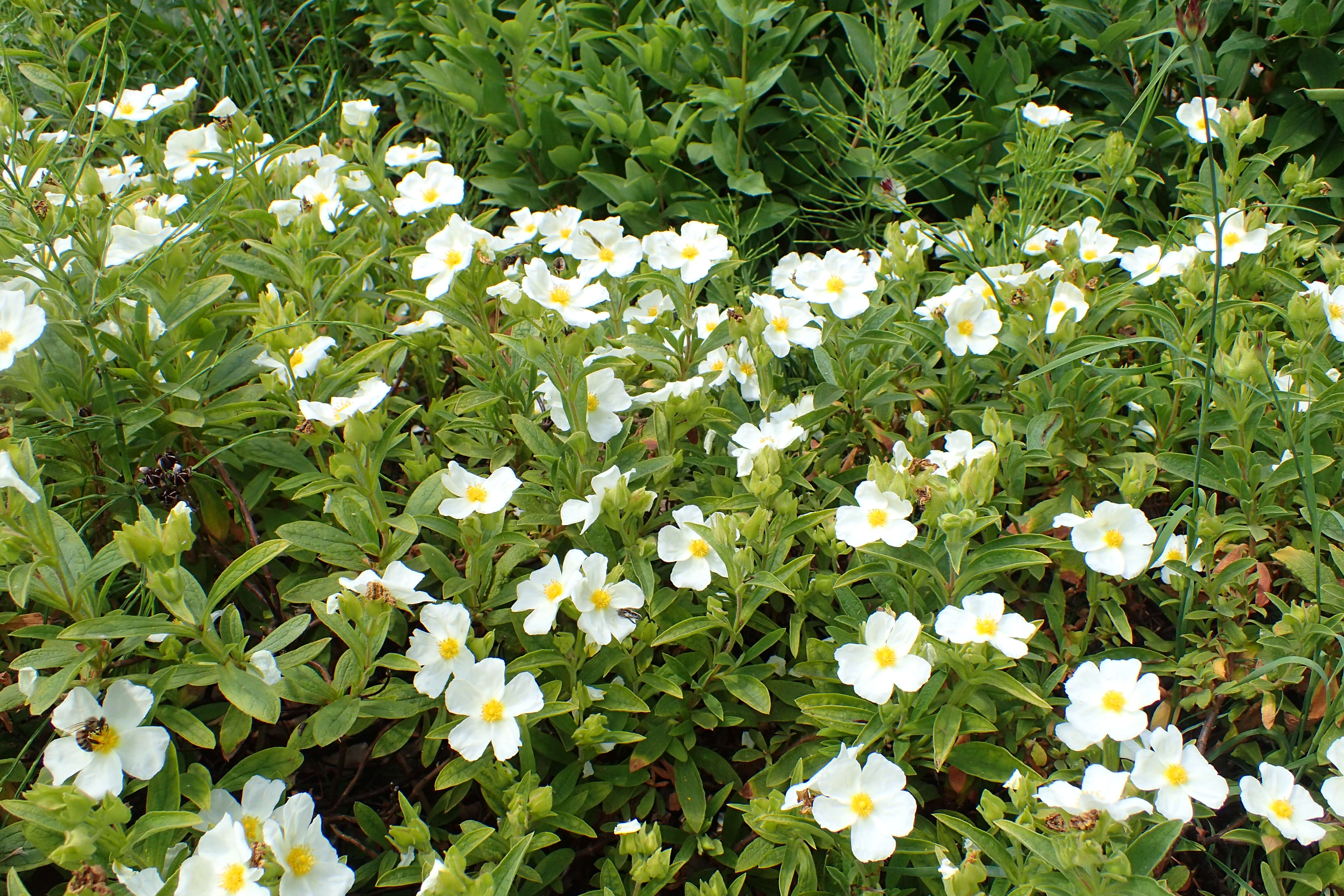 Image de Cistus sintenisii Litard.