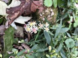 Image of calico aster